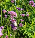Galeriebild 2