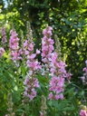 Galeriebild 2