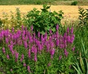 Galeriebild 1