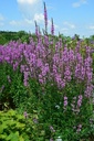 Galeriebild 1