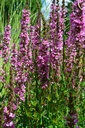 Galeriebild 1
