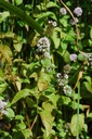 Galeriebild 1
