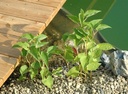 Galeriebild 1