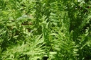 Galeriebild 1