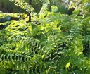 Galeriebild 1