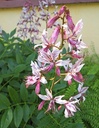 Galeriebild 1