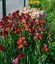 Galeriebild 1