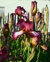 Galeriebild 1