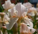 Galeriebild 1