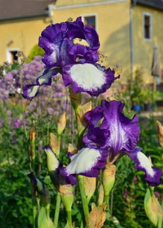 Galeriebild 1