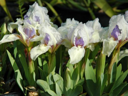 Galeriebild 2