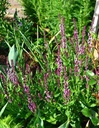Galeriebild 1