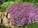 Galeriebild 2