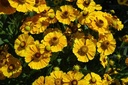 Galeriebild 1