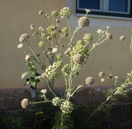 Galeriebild 2