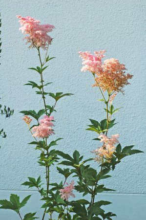 Galeriebild 1