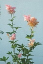 Galeriebild 1