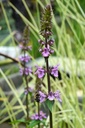 Galeriebild 9