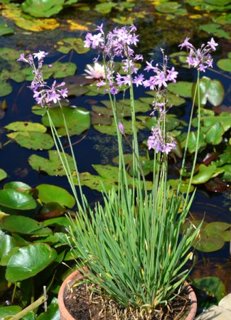Galeriebild 10