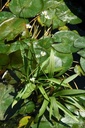 Galeriebild 1