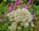 Galeriebild 1