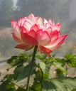 Galeriebild 3