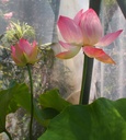 Galeriebild 2
