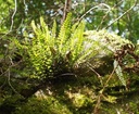 Galeriebild 1