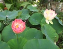 Galeriebild 2