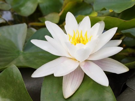 [0] Nymphaea alba var. minor - Seerose