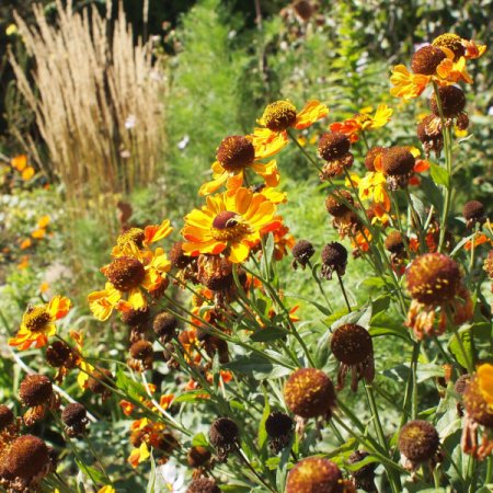 [0] Helenium 'Rauchtopas' - Sonnenbraut