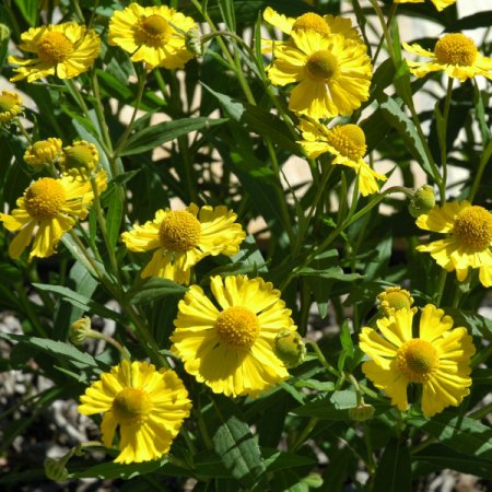[0] Helenium 'Kanaria' - Sonnenbraut