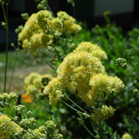 [0] Thalictrum flavum ssp. glaucum - Gelbe Wiesenraute