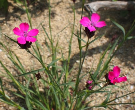[0] Dianthus carthusianorum - Kartäuser-Nelke