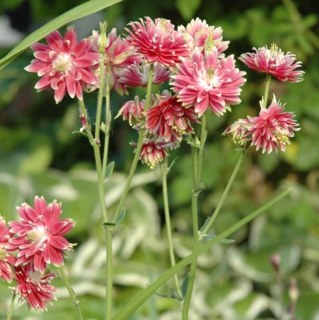 [0] Aquilegia vulgaris 'Nora Barlow' - Akelei