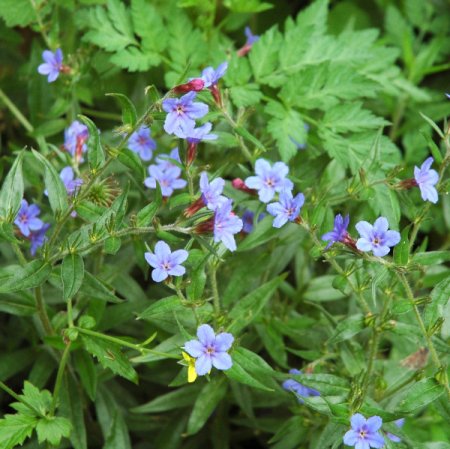 [0] Buglossoides purpurocaerulea - Blauer Steinsame