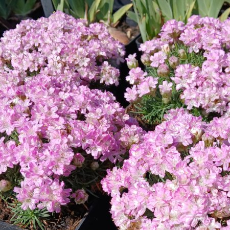 [0] Armeria juniperifolia 'Brno' - Grasnelke