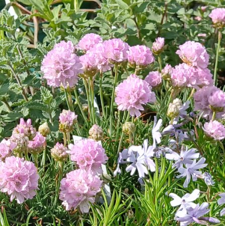[0] Armeria ceaspitosa 'Rosi' - Zwerg-Grasnelke
