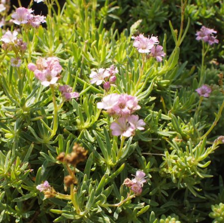 [0] Gypsophila 'Knuddel' - Kriechendes Schleierkraut