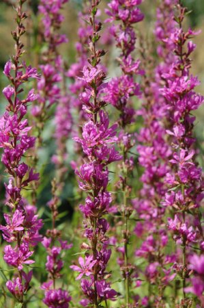 [0] Lythrum salicaria - Blutweiderich
