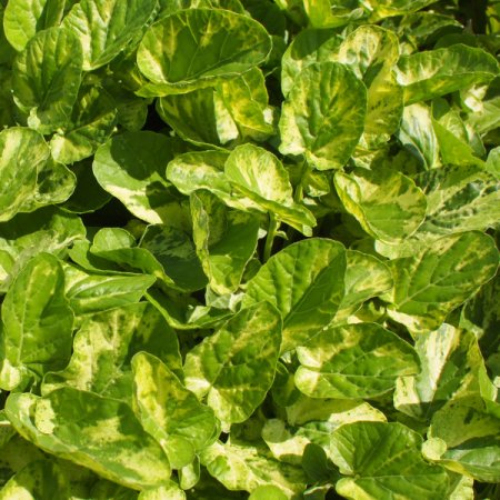 [0] Barbarea vulgaris 'Variegata' - Barbarakraut (Staudensubstrat)
