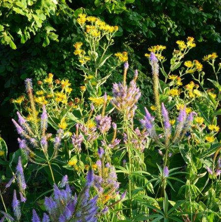 [0] Inula helenium - Echter Alant