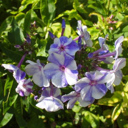 [0] Phlox paniculata 'Gzhel' - Hoher Sommer-Phlox