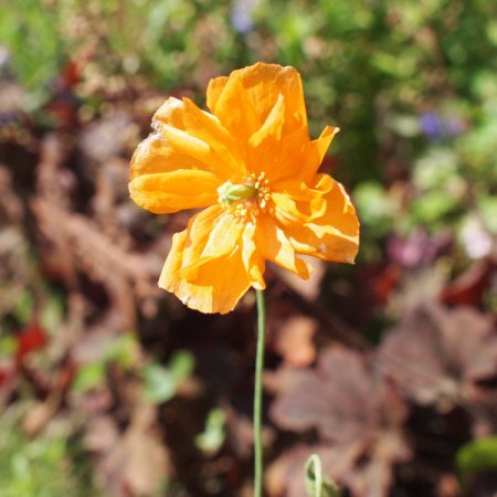 [0] Papaver rupifragum - Spanischer Mohn