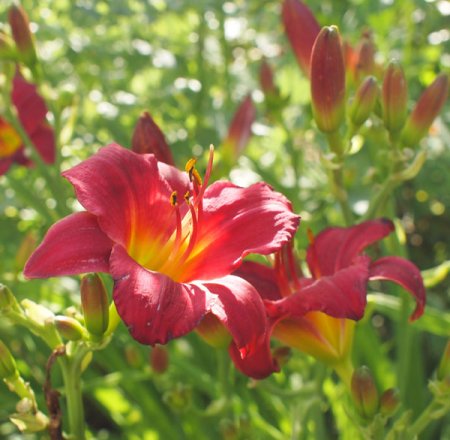 [0] Hemerocallis 'Stella in Red' - Taglilie