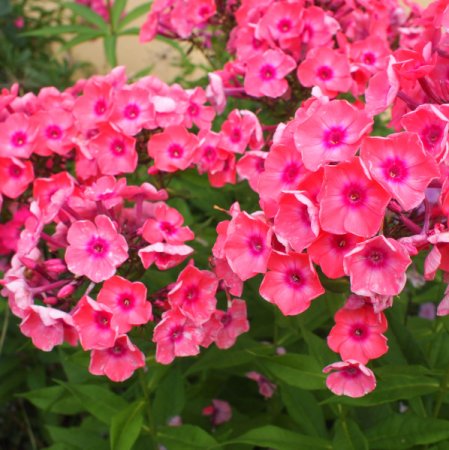 [0] Phlox paniculata 'Gloin' - Flammenblume