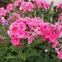 Phlox paniculata 'Bifur' - Flammenblume