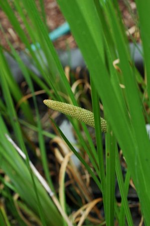 [0] Acorus calamus - Kalmus