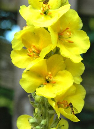 [0] Verbascum bombyciferum - Königskerze