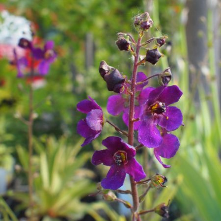 [0] Verbascum wiedemannianum - Königskerze